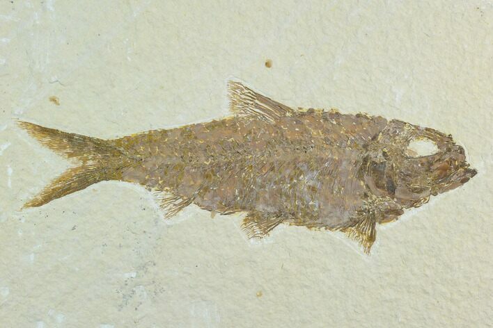 Fossil Fish (Knightia) - Green River Formation #122780